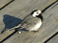 Motacilla alba 20, Witte kwikstaart, Saxifraga-Jan van der Straaten