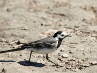 Motacilla alba 22, Witte kwikstaart, Saxifraga-Jan van der Straaten