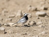 Motacilla alba 23, Witte kwikstaart, Saxifraga-Mark Zekhuis