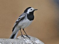 Witte Kwikstaart #47450 : Motacilla alba, Witte kwikstaart, Pied