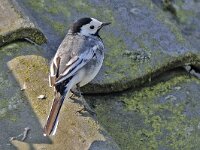 Witte kwikstaart #46641 : Motacilla alba, Witte kwikstaart, Pied