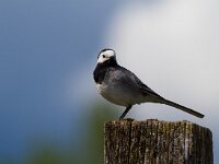 Witte kwikstaart  Witte kwikstaart bij de Doubs : Motacilla alba