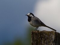 Witte kwikstaart  Witte kwikstaart bij de Doubs : Motacilla alba