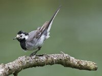 Motacilla alba 33, Witte kwikstaart, Saxifraga-Rik Kruit