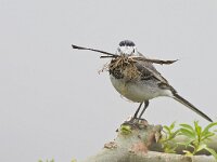 Motacilla alba 35, Witte kwikstaart, Saxifraga-Rik Kruit