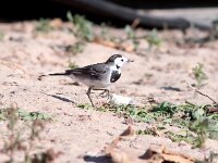Motacilla alba 38, Witte kwikstaart, Saxifraga-Bart Vastenhouw
