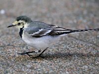 Motacilla alba 39, Witte kwikstaart, Saxifraga-Bart Vastenhouw