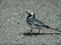 Motacilla alba 4, Witte kwikstaart, Saxifraga-Jan van der Straaten