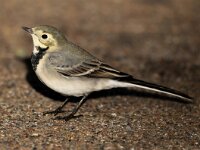 Motacilla alba 40, Witte kwikstaart, Saxifraga-Bart Vastenhouw