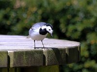 Motacilla alba 41, Witte kwikstaart, Saxifraga-Bart Vastenhouw