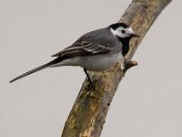 Motacilla alba 42, Witte kwikstaart, Saxifraga-Jelmer Reyntjes : Motacilla alba, witte kwikstaart