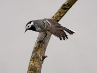 Motacilla alba 43, Witte kwikstaart, Saxifraga-Jelmer Reyntjes : Motacilla alba, witte kwikstaart