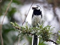 Motacilla alba 48, Witte kwikstaart, Saxifraga-Bart Vastenhouw