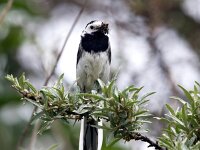Motacilla alba 49, Witte kwikstaart, Saxifraga-Bart Vastenhouw