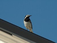 Motacilla alba 5, Witte kwikstaart, Saxifraga-Jan van der Straaten
