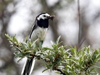 Motacilla alba 51, Witte kwikstaart, Saxifraga-Bart Vastenhouw