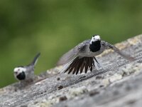 Motacilla alba 52, Witte kwikstaart, Saxifraga-Mark Zekhuis
