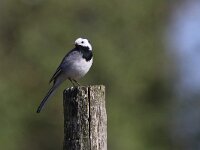 Motacilla alba 53, Witte kwikstaar, Saxifraga-Mark Zekhuis