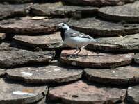 Motacilla alba 6, Witte kwikstaart, Saxifraga-Jan van der Straaten