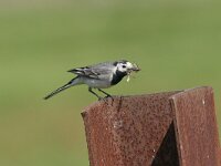 Motacilla alba 7, Witte kwikstaart, Saxifraga-Luc Hoogenstein