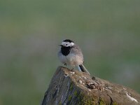 Motacilla alba 90, Witte kwikstaar, Saxifraga-Luuk Vermeer