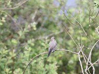 Motacilla alba alba 130, Witte Kwikstaart, juveniel, Saxifraga-Peter Meininger
