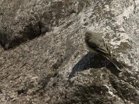 Motacilla cinerea 11, Grote gele kwikstaart, Saxifraga-Jan van der Straaten