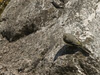 Motacilla cinerea 12, Grote gele kwikstaart, Saxifraga-Jan van der Straaten