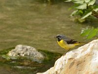 Motacilla cinerea 26, Grote gele kwikstaart, Saxifraga-Theo Verstrael