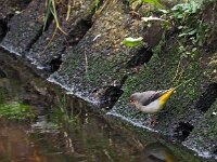 Motacilla cinerea 29, Grote gele kwikstaart, Saxifraga-Hans Dekker