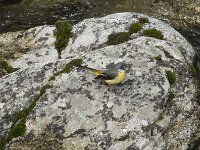 Motacilla cinerea 51, Grote gele kwikstaart, Saxifraga-Willem van Kruijsbergen