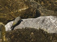 Motacilla cinerea 9, Grote gele kwikstaart, Saxifraga-Jan van der Straaten