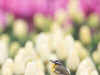 Motacilla flava 102, Gele kwikstaart, Saxifraga-Luc Hoogenstein