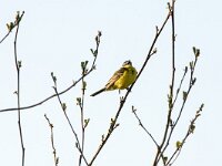 Motacilla flava 111, Gele kwikstaart, adult, male, Saxifraga-Theo Verstrael