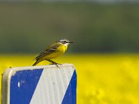 Motacilla flava 13, Gele kwikstaart, Saxifraga-Jan Nijendijk