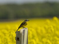 Motacilla flava 14, Gele kwikstaart, Saxifraga-Jan Nijendijk