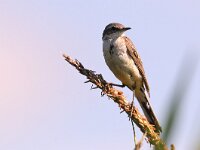 Motacilla flava 15, Gele kwikstaart, juvenile, Saxifraga-Piet Munsterman