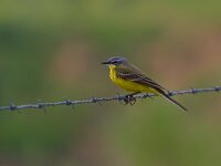 Motacilla flava 21, Gele kwikstaart, Saxifraga-Jan Nijendijk