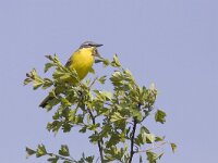 Motacilla flava 23, Gele kwikstaart, Saxifraga-Mark Zekhuis