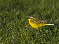 Motacilla flava 24, Gele kwikstaart, Saxifraga-Rik Kruit