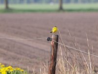 Motacilla flava 26, Gele kwikstaart, Saxifraga-Hans Dekker