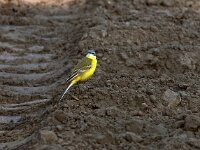 Motacilla flava 30, Gele kwikstaart, Saxifraga-Hans Dekker