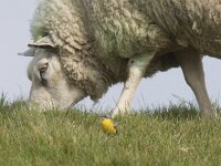 Motacilla flava 31, Gele kwikstaart, Saxifraga-Mark Zekhuis