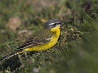 Motacilla flava 7, Gele kwikstaart, Saxifraga-Mark Zekhuis