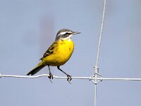 Motacilla flava 92, Gele kwikstaart, Saxifraga-Bart Vastenhouw