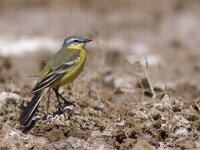 Motacilla flava beema 25, Russische gele kwikstaart, Saxifraga-Mark Zekhuis