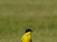 Motacilla flava feldegg 36, Balkan gele kwikstaart, Saxifraga-Dirk Hilbers