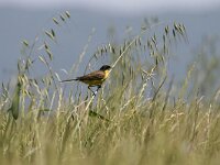 Motacilla flava feldegg 37, Balkan gele kwikstaart, Saxifraga-Dirk Hilbers