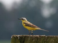 Motacilla flava flava 39 , Gele kwikstaart, Saxifraga-Henk Baptist