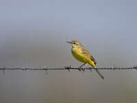 Motacilla flava flavissima 96, Engelse kwikstaart, Saxifraga-Luc Hoogenstein